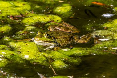 Kurbağa (