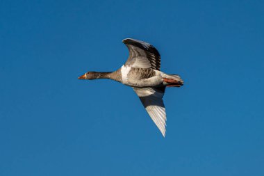 Anser anser, Anatidae familyasından Anatidae familyasından bir kaz türü. Burada havada uçuyor..