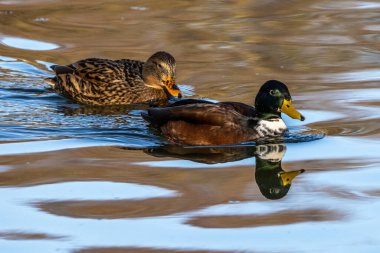 Yaban ördeği, Anas Platyrhynchos bir amatör ördektir. Burada bir gölde yüzüyorum.