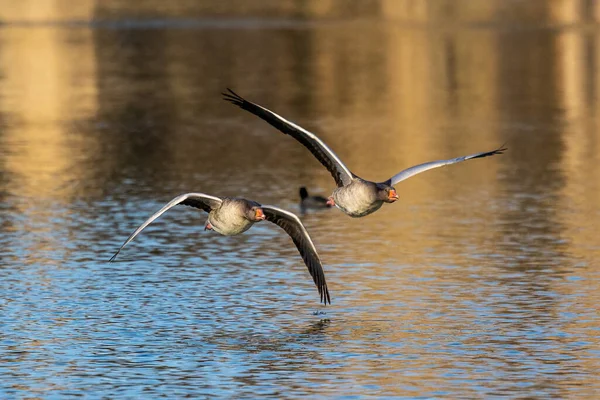 Anser anser, Anatidae familyasından Anatidae familyasından bir kaz türü. Burada havada uçuyor..