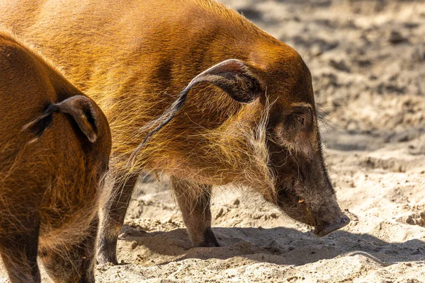 レッド川の豚 Potamochoerus ブッシュ豚として知られる この豚は地下の食べ物を見つけるために臭いの鋭い感覚を持っています — ストック写真