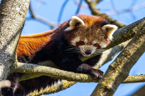 Panda Rojo Ailurus Fulgens También Llamado Panda Menor Oso Gato — Foto de Stock