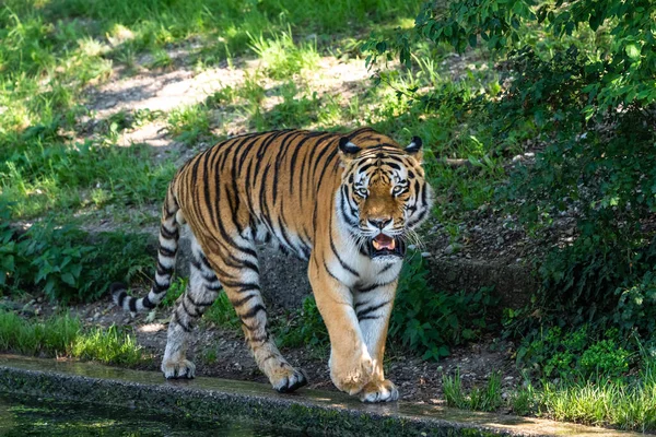 Szibériai Tigris Panthera Tigris Altaica Legnagyobb Macska Világon — Stock Fotó