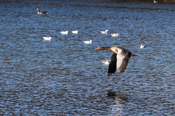 Greylag Goose Anser Anser Species Large Goose Waterfowl Family Anatidae — Stock Photo, Image