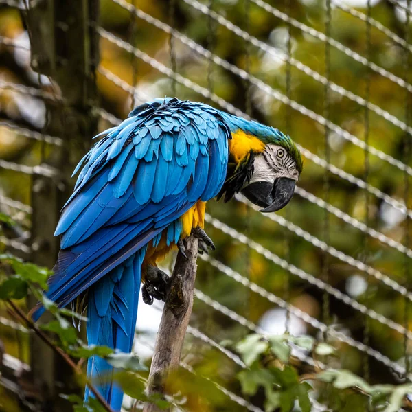 Arara Azul Amarela Ara Ararauna Também Conhecida Como Arara Azul — Fotografia de Stock