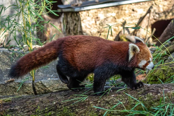 Kırmızı panda, Ailurus fulgens, daha küçük panda ve kırmızı kedi ayı olarak da bilinir..