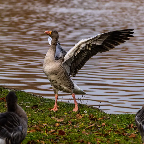 Anser Anser Anatidae Familyasından Anatidae Familyasından Bir Kaz Türü — Stok fotoğraf