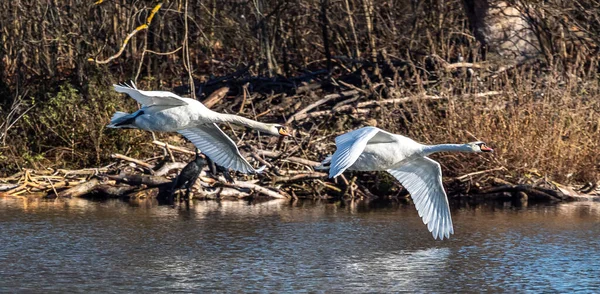 Cygnus Olor Uma Espécie Cisne Família Anatidae Aqui Voando Sobre — Fotografia de Stock