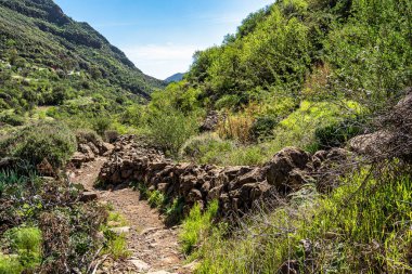 Barranco de Guayadeque 'den Caldera de los Marteles' e yürüyüş, altında kuru tarlalar bulunan volkanik bir alan, Gran Canaria, Kanarya Adası, İspanya, Avrupa