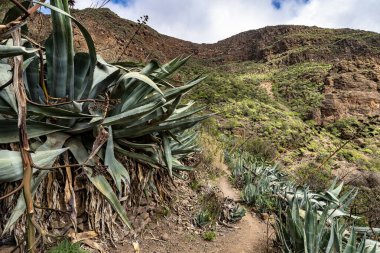 Barranco de Guayadeque 'den Caldera de los Marteles' e yürüyüş, altında kuru tarlalar bulunan volkanik bir alan, Gran Canaria, Kanarya Adası, İspanya, Avrupa