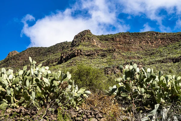 Barranco de Guayadeque 'den Caldera de los Marteles' e yürüyüş, altında kuru tarlalar bulunan volkanik bir alan, Gran Canaria, Kanarya Adası, İspanya, Avrupa