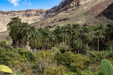 İspanya 'nın Gran Canaria adasındaki Arteara' daki Palm Valley 'in kayalık manzarası. Gran Kanarya, Atlantik Okyanusu 'ndaki Kanarya Adaları' nın en kalabalık ikinci adasıdır..