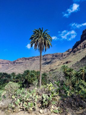 İspanya 'nın Gran Canaria adasındaki Arteara' daki Palm Valley 'in kayalık manzarası. Gran Kanarya, Atlantik Okyanusu 'ndaki Kanarya Adaları' nın en kalabalık ikinci adasıdır..