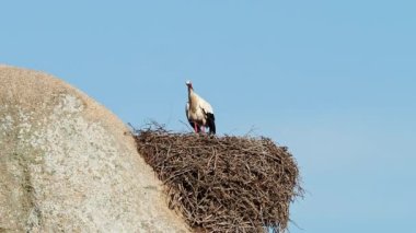 Ciconia ciconia Storks kolonisi Los Barruecos Doğal Anıtı 'nda korunan bir bölgede, Malpartida de Caceres, İspanya' da Extremadura.