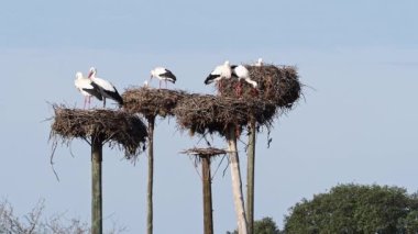 Ciconia ciconia Storks kolonisi Los Barruecos Doğal Anıtı 'nda korunan bir bölgede, Malpartida de Caceres, İspanya' da Extremadura.