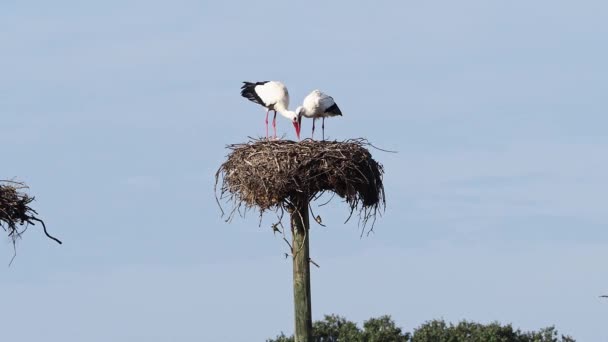 Ciconia Ciconia Gólyák Kolónia Védett Területen Los Barruecos Természeti Emlék — Stock videók