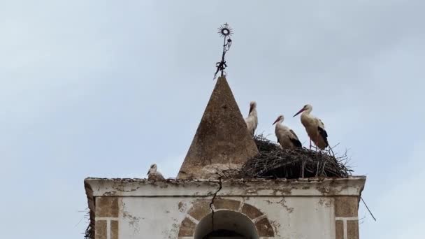 スペインのエレルエラ エストレマドゥーラで鉄の十字架と古い石の鐘楼の上にコウノトリの巣 コウノトリの楽園 — ストック動画