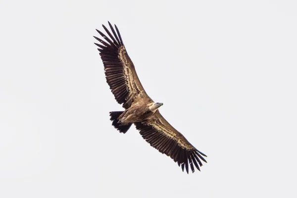 Buitre Leonado Gyps Fulvus Volando Alrededor Salto Del Gitano Parque — Foto de Stock