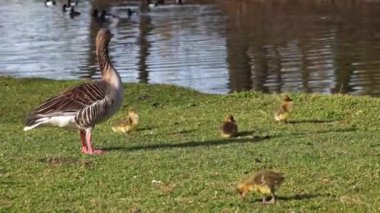 Küçük bebekleri olan gri lag kazları ailesi. Gri-lag kaz, Anser anser, Anatidae familyasından bir kaz türü.