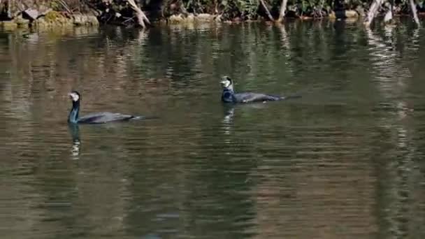 Gran Cormorán Phalacrocorax Carbo Conocido Como Gran Cormorán Negro Través — Vídeo de stock