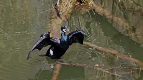 Gran Cormorán Phalacrocorax Carbo Conocido Como Gran Cormorán Negro Través — Vídeos de Stock