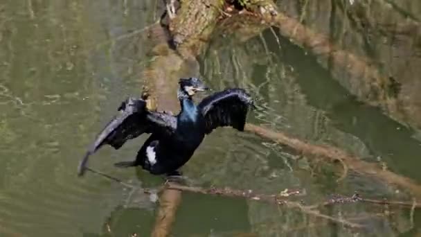 Velký Kormorán Phalacrocorax Carbo Známý Jako Velký Černý Kormorán Přes — Stock video