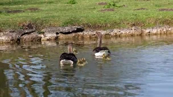 Familia Gansos Greylag Con Bebés Pequeños Anser Anser Una Especie — Vídeo de stock