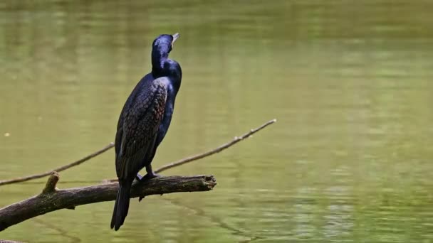 Gran Cormorán Phalacrocorax Carbo Conocido Como Gran Cormorán Negro Través — Vídeo de stock