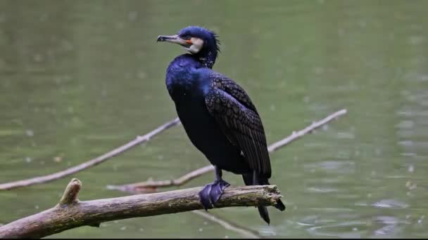 Grand Cormoran Phalacrocorax Carbo Connu Sous Nom Grand Cormoran Noir — Video