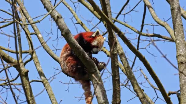 Ailurus Fulgens 팬더라고 도불리는 고양이 나무에 — 비디오