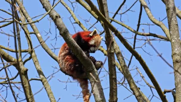 Panda Vermelho Ailurus Fulgens Também Chamado Panda Menor Urso Gato — Vídeo de Stock