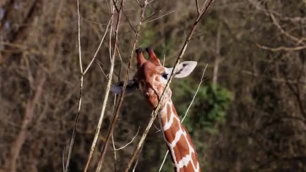 Giraffe Giraffa Camelopardalis Африканский Чешуйчатый Маммал Самое Высокое Животное Ныне — стоковое видео