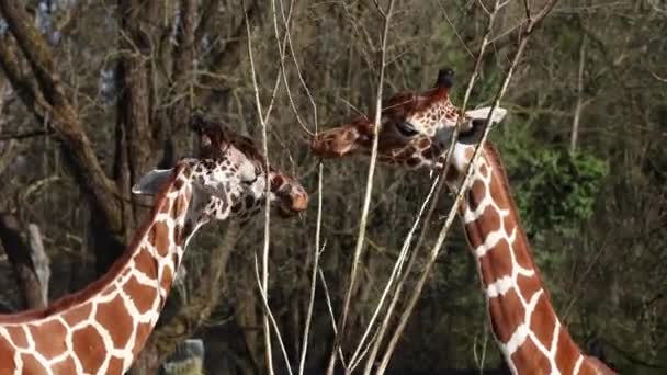 Giraffa Giraffa Camelopardalis Mammifero Ungulato Africano Dita Pari Animale Terrestre — Video Stock