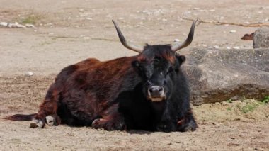 Bos Primigenius Taurus, soyu tükenmiş yaban öküzlerine benzediğini iddia etti. Evcil dağlık sığırlar