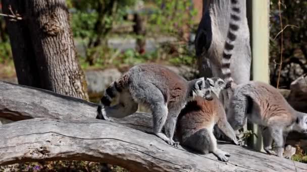 Lemur Catta Lemur Kroužkovým Ocasem Velký Strepsirrinský Primát Nejznámější Lemur — Stock video