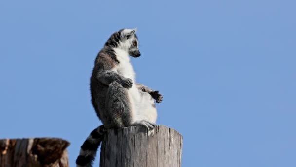 リングテールのレミュール カッタ Lemur Catta 長い黒と白のリングテールが特徴的な大型のストレプトスピラ霊長類で 最も認知度の高いレミュールです — ストック動画