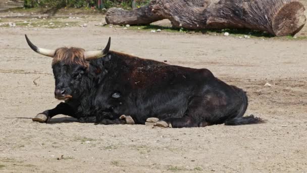 博斯原始的金牛座 声称与灭绝的金牛座相似 国内高地牛 — 图库视频影像