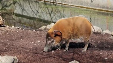 Kızıl nehir domuzu, Potamochoerus porcus, ayrıca çalı domuzu olarak da bilinir. Bu domuzun yer altında yiyecek bulmak için keskin bir koku alma duyusu var..