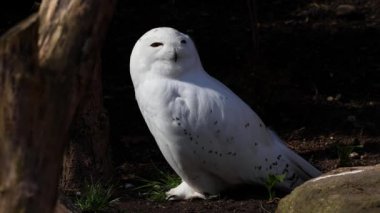 Karlı baykuş, Bubo skandiacus, Strigidae ailesinin kuşu. Sarı gözlü.