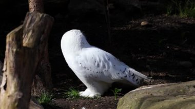 Karlı baykuş, Bubo skandiacus, Strigidae ailesinin kuşu. Sarı gözlü.
