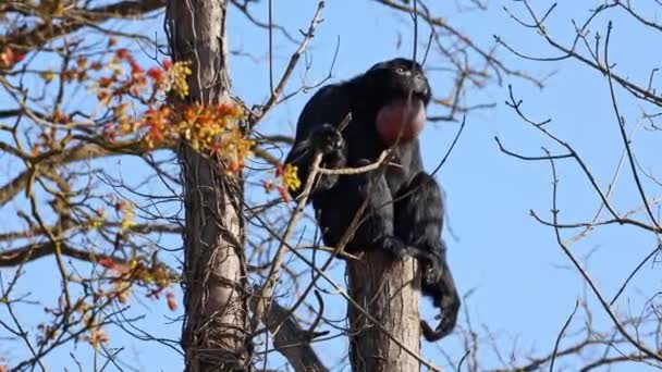 Mono Araña Cabeza Negra Ateles Fusciceps Una Especie Mono Araña — Vídeos de Stock