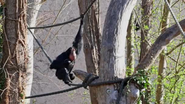 Scimmia Ragno Dalla Testa Nera Ateles Fusciceps Una Specie Scimmia — Video Stock