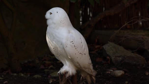 雪白色的猫头鹰 Bubo Scandiacus Strigidae家族的鸟 用黄色的眼睛 — 图库视频影像