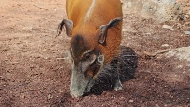 レッド川の豚 Potamochoerus ブッシュ豚として知られる この豚は地下の食べ物を見つけるために臭いの鋭い感覚を持っています — ストック動画