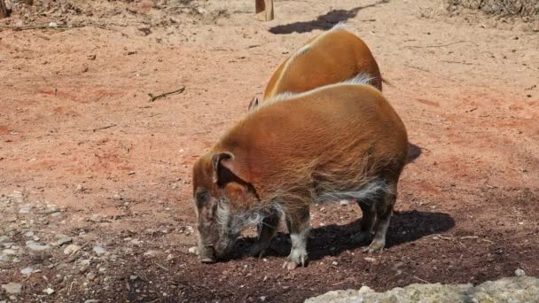 Κόκκινο Γουρούνι Του Ποταμού Potamochoerus Porcus Επίσης Γνωστή Γουρούνι Θάμνος — Αρχείο Βίντεο
