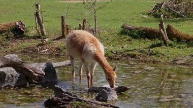 Vicunas, Vicugna Vicugna, And Dağları 'nın yüksek dağlık bölgelerinde yaşayan lama' nın akrabaları.