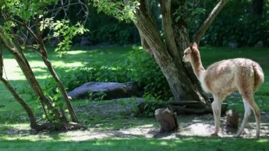 Vicunas, Vicugna Vicugna, And Dağları 'nın yüksek dağlık bölgelerinde yaşayan lama' nın akrabaları.
