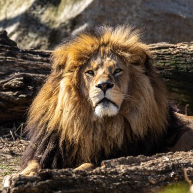 Aslan, Panthera leo, Panthera cinsindeki dört büyük kediden biridir ve Felidae familyasının bir üyesidir..