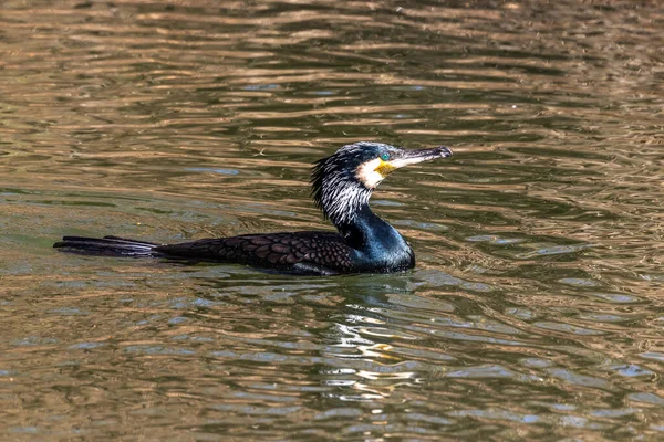 Большой Баклан Phalacrocorax Углерод Известный Большой Черный Баклан Через Северное — стоковое фото