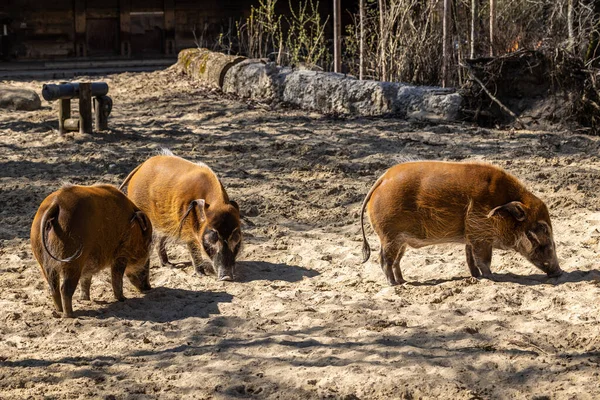 Roter Flussschwein Potamochoerus Porcus Auch Buschschwein Genannt Dieses Schwein Hat — Stockfoto